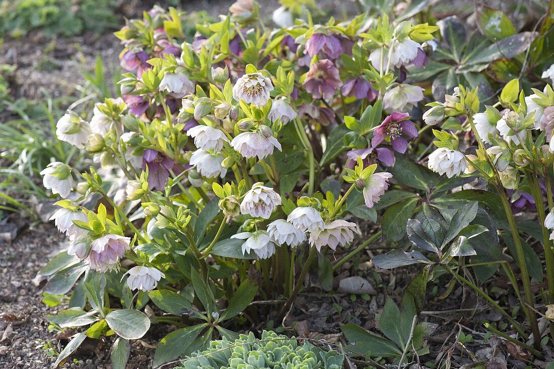 Helleborus orientalis (lenten hellebore, Oriental hellebore)