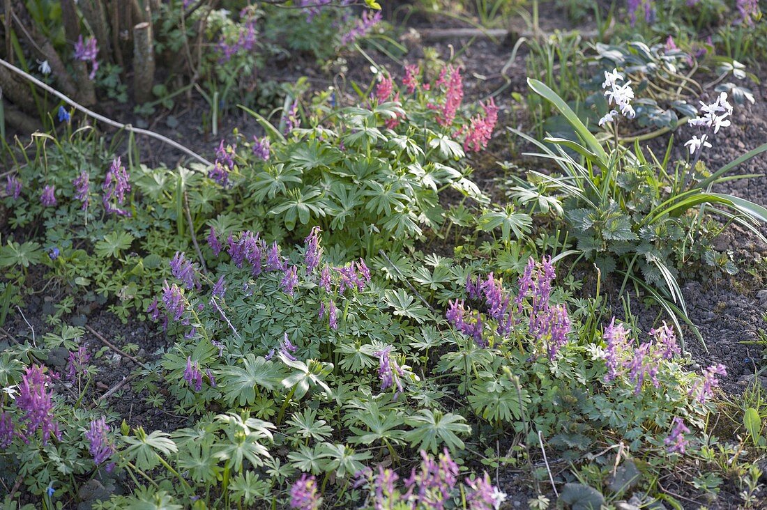 Corydalis solida (Feathered Larkspur)