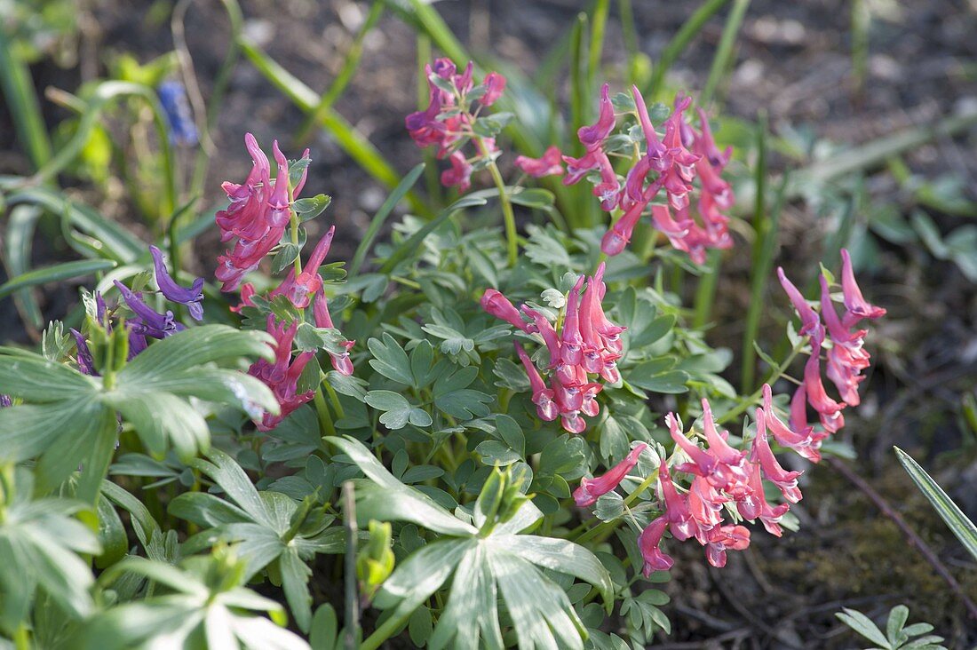 Corydalis cava (Hohler Lerchensporn)