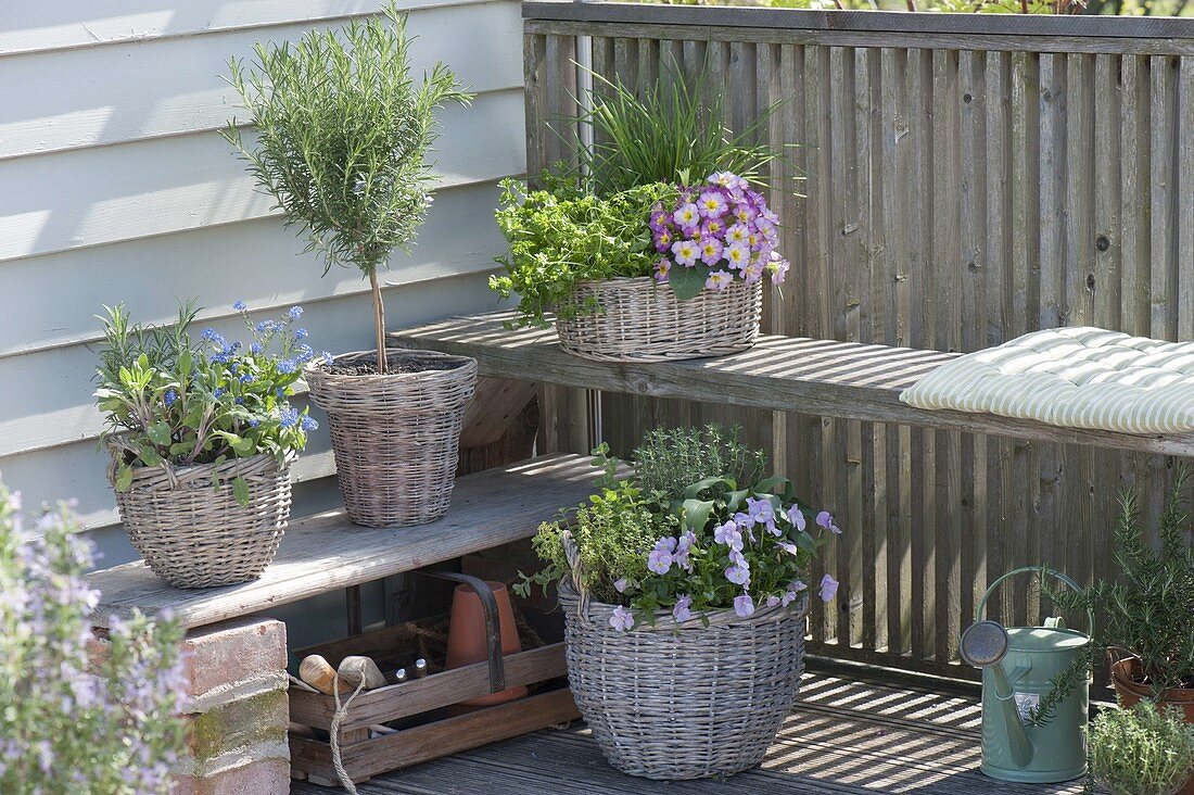 Wicker baskets with rosemary (Rosmarinus), sage (Salvia), myosotis