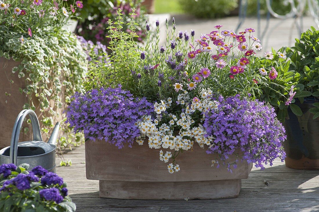 Clay box with Lobelia erinus 'Lavender 47' (male loyal), Nemesia