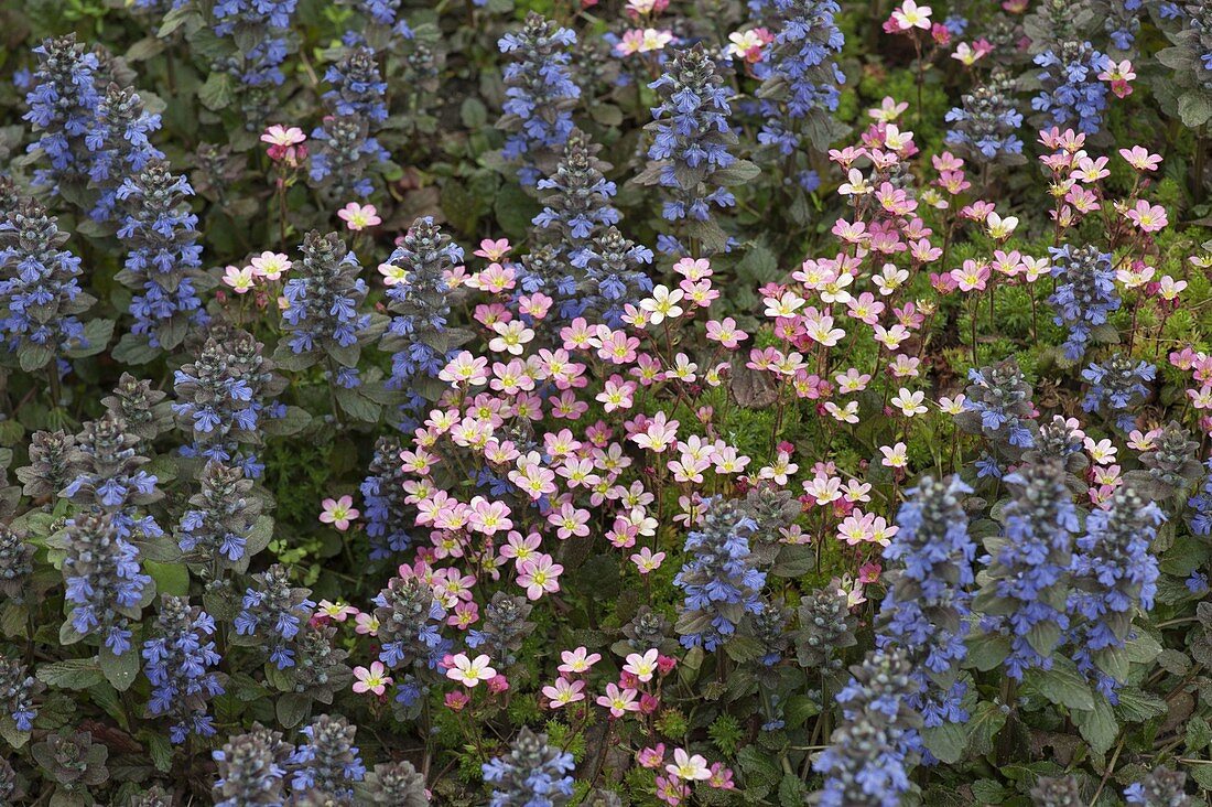 Saxifraga arendsii and Ajuga reptanss (Günsel)