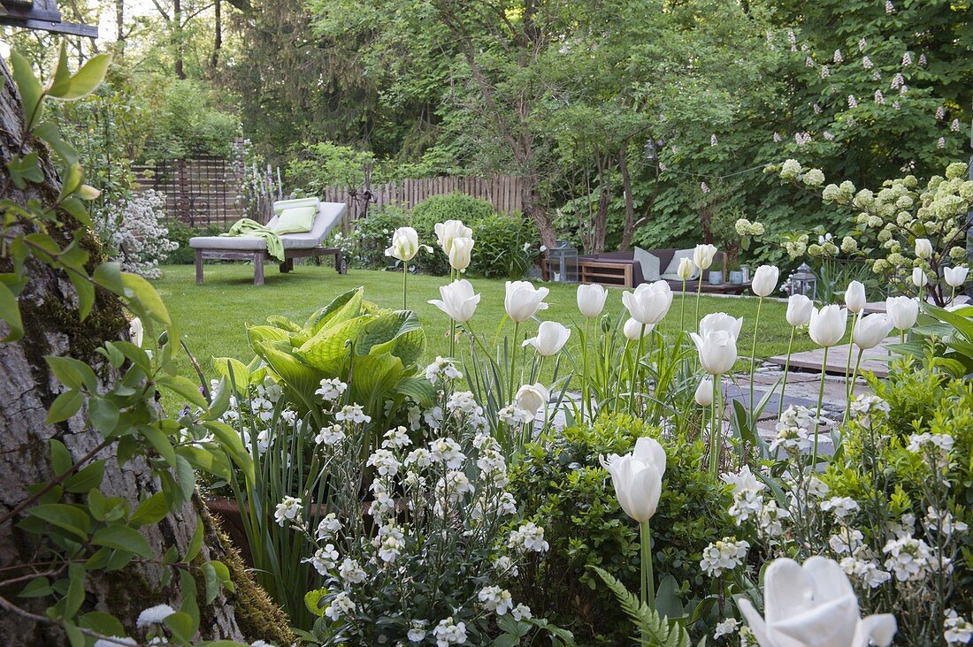 White tulips in the spring garden