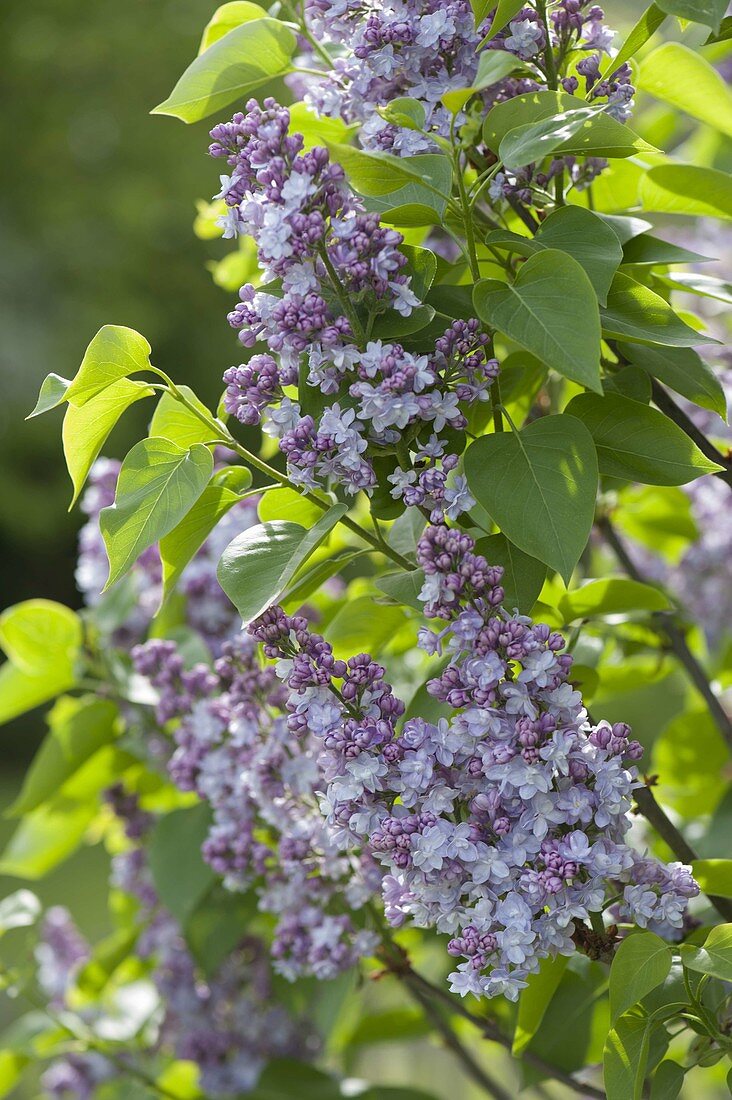 Syringa vulgaris 'Katharine Havemeyer' (Gefuellter Flieder)