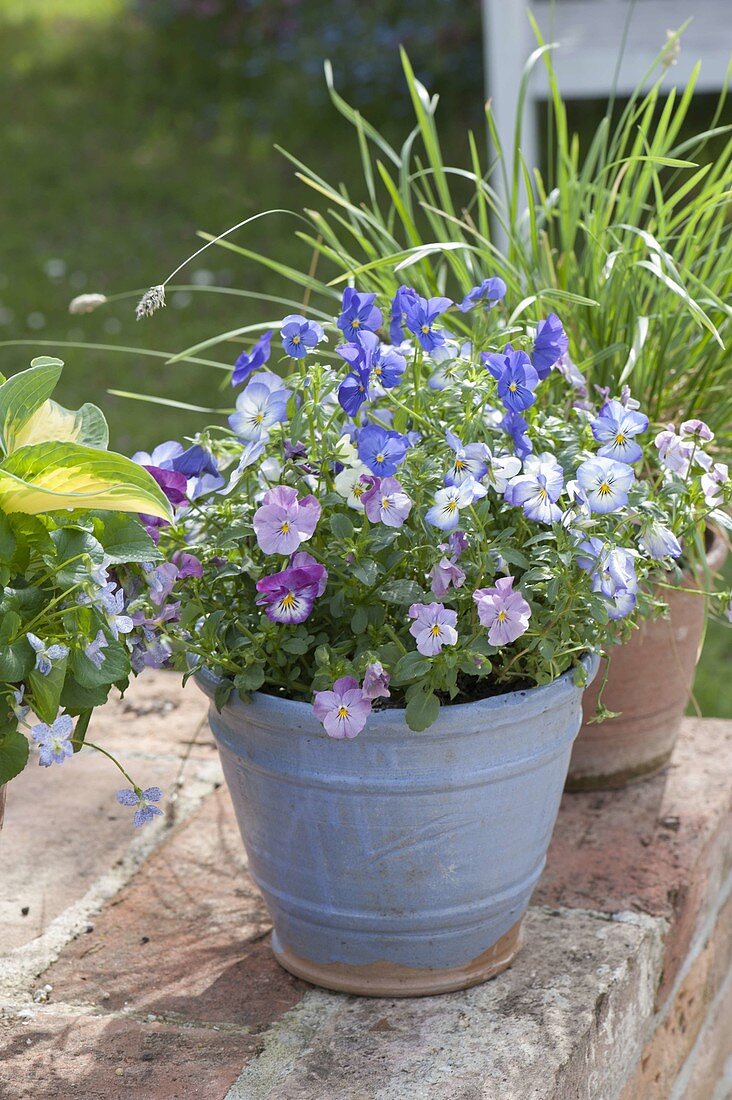 Viola cornuta (horn violet) in the hand-made ceramic pot