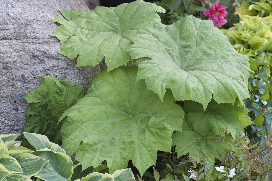 Rodgersia syn. Astilboides tabularis (Tafelblatt)