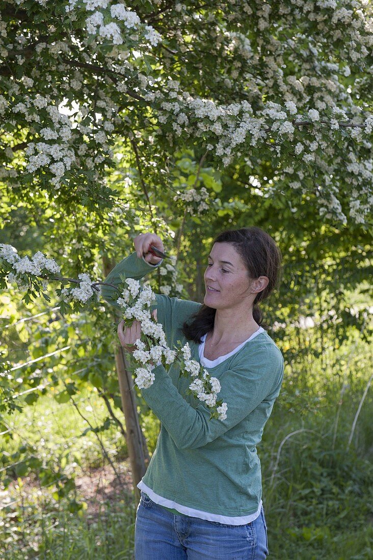 Frau schneidet Crataegus monogyna (Weissdorn) um Blüten und Blätter