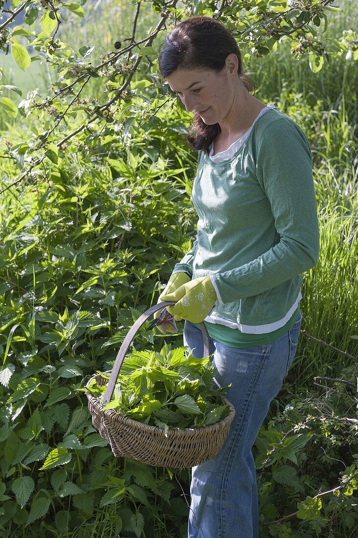 Nettle harvest for tea and smoothies