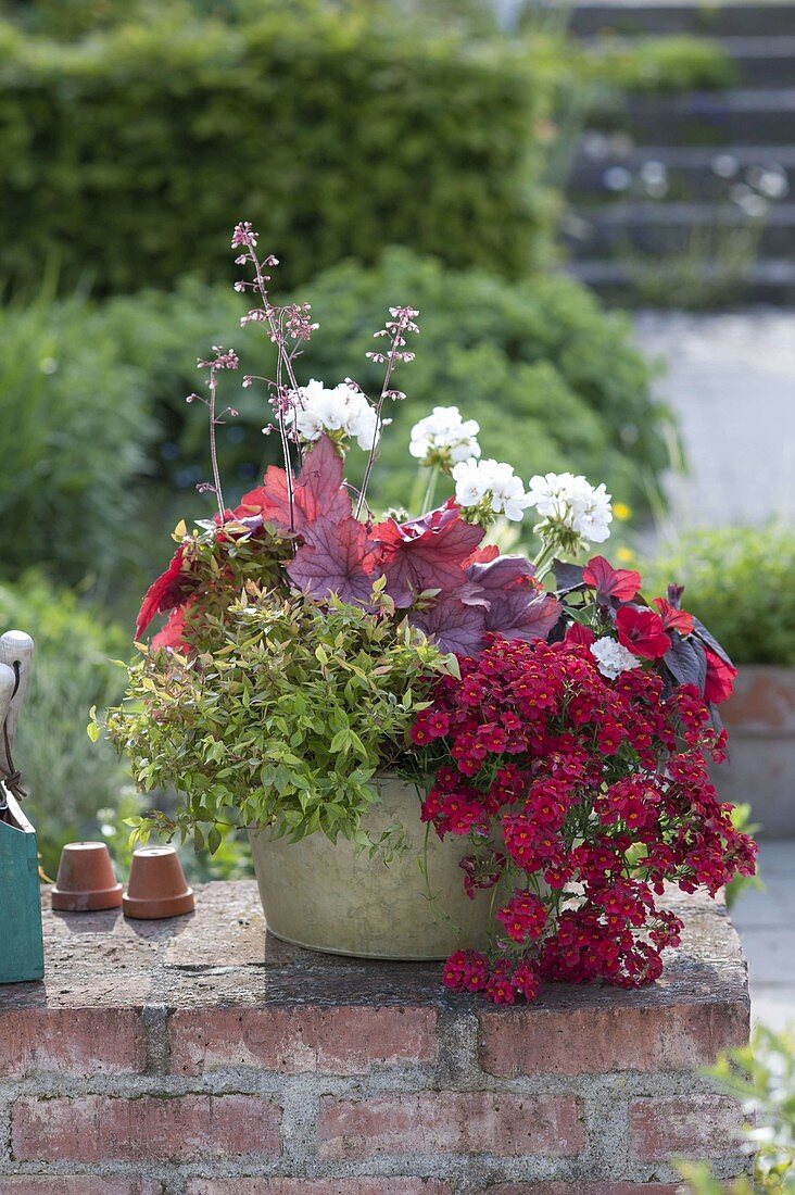 Nemesia Sunsatia Plus 'Strawberry', Abelia 'Kaleidoscope'