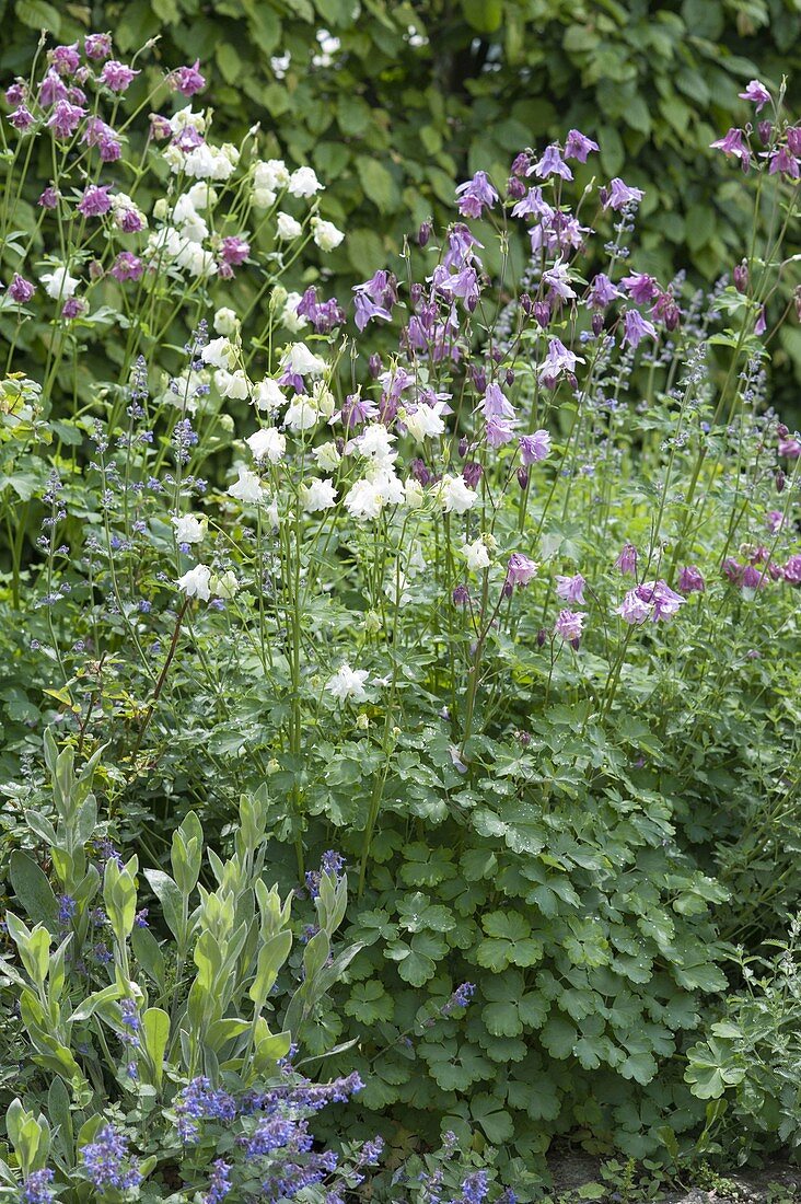 Aquilegia (Akelei) mit Lychnis coronaria (Vexiernelke) und Nepeta