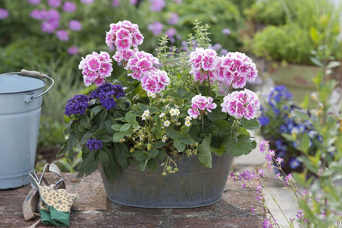 Pelargonium zonal 'Moonlight Katy', Heliotropium