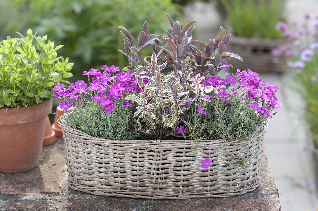 Fragrant basket with Dianthus gratianopolitanus 'Eydangeri'