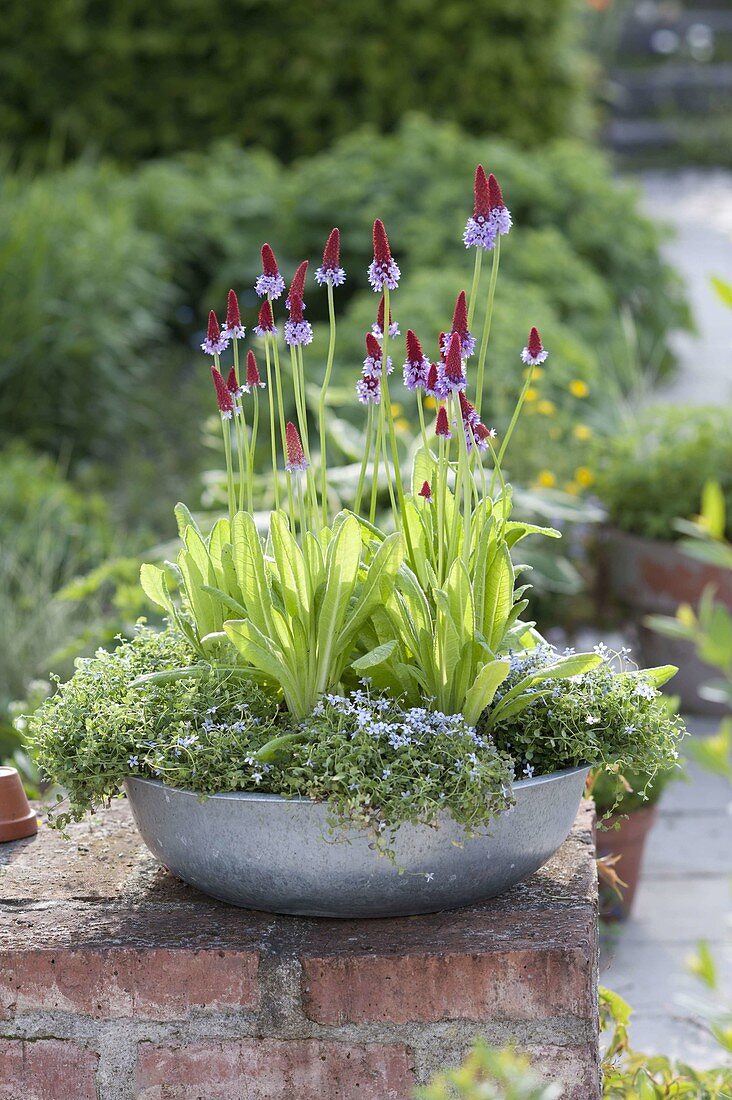 Zink-Schale mit Primula vialii (Orchideen-Primeln) und Isotoma fluviatilis