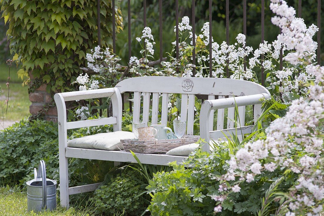 White bench between Hesperis matronalis 'Alba'