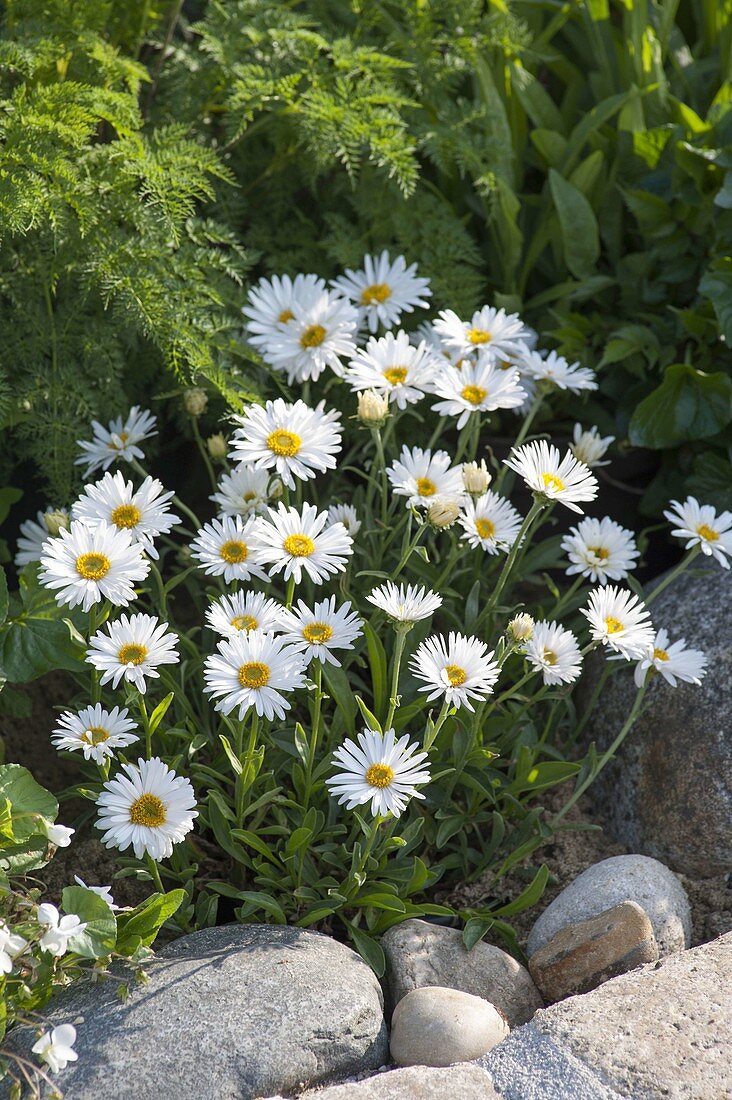 Aster alpinus 'albus' (Alpenaster)