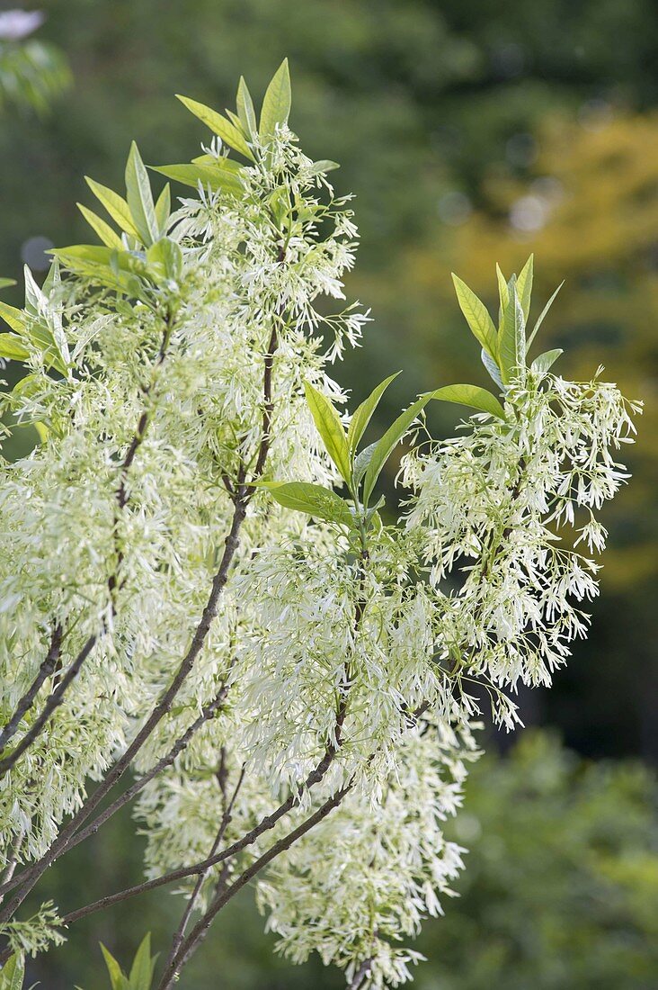 Chionanthus virginicus (Virginischer Schneeflockenstrauch)