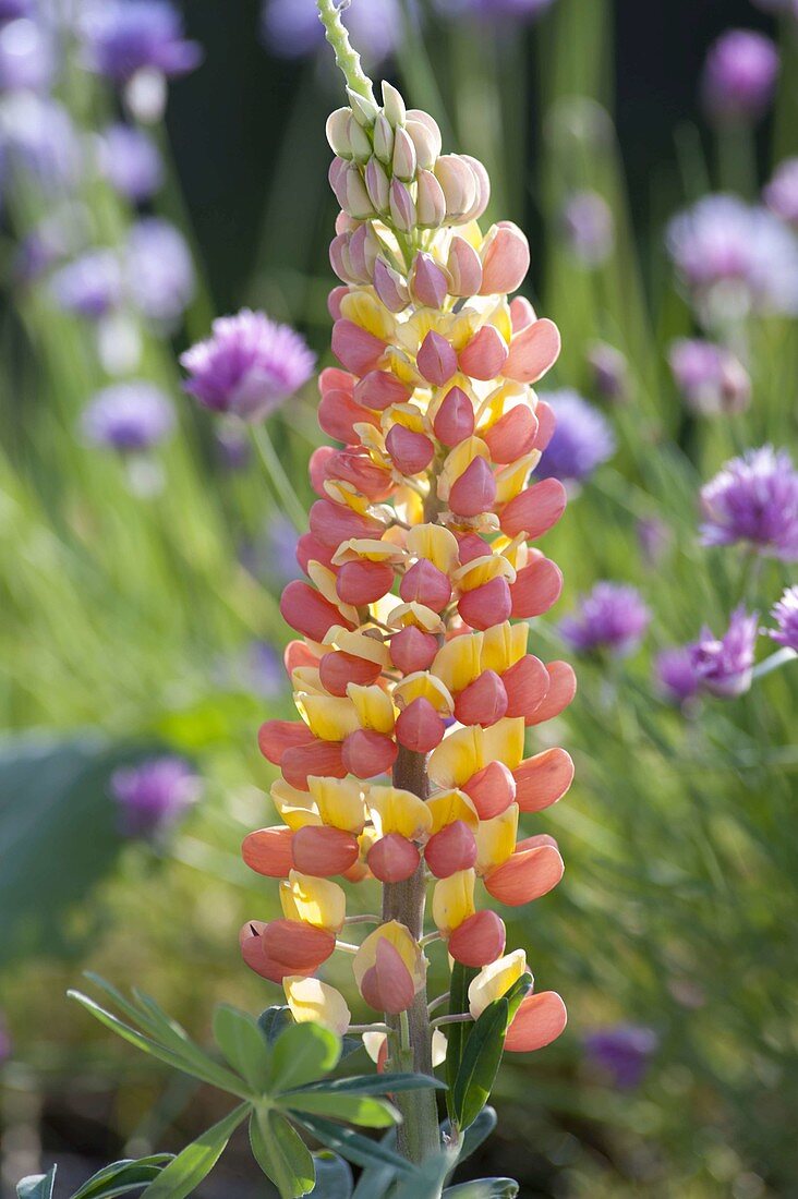 Lupinus polyphyllus 'Gladiator' (Westcountry Lupine)