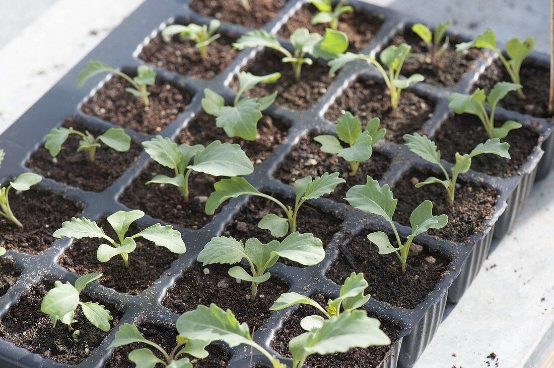 Jungpflanzen von Kohlrabi (Brassica) in Aussaatplatte