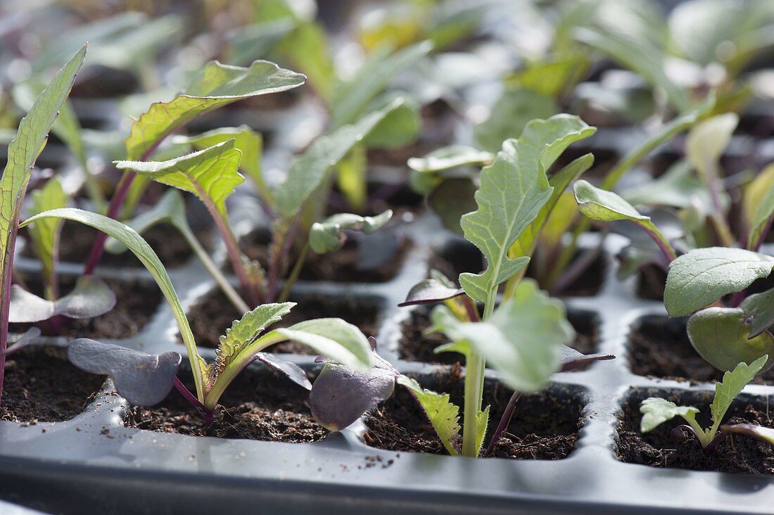 Young radish 'Sango' (Raphanus) plants in sowing plate