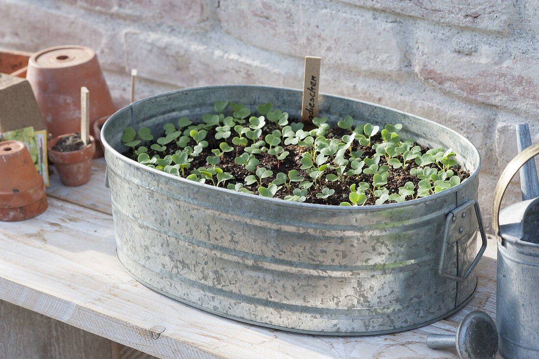 Grow radish in a zinc pan