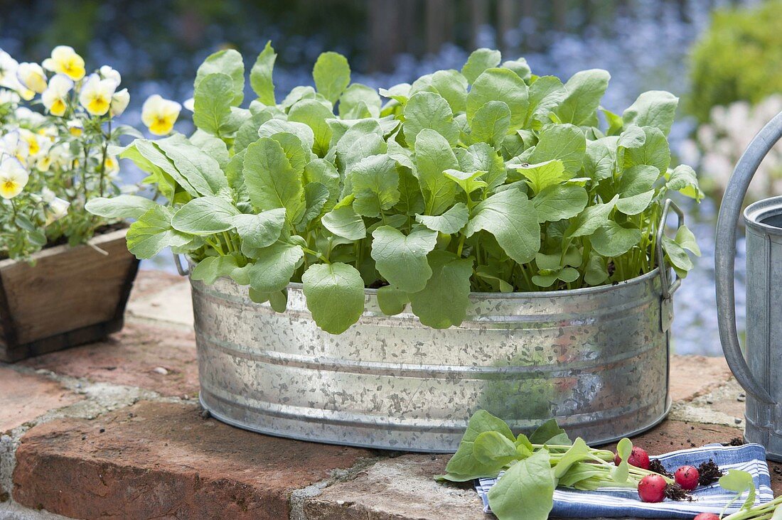 Grow radish in a zinc pan