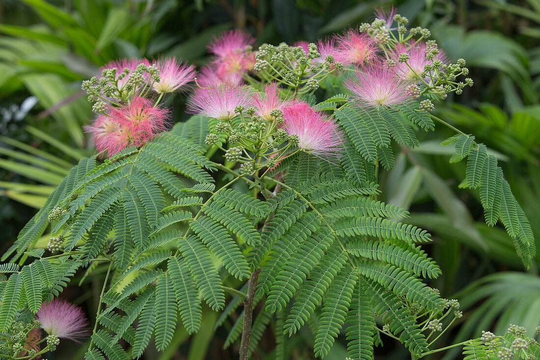 Albizia julibrissin, with pink brush flowers