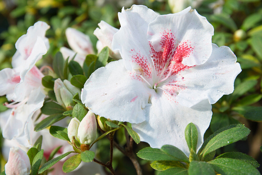 Rhododendron simsii 'Osta' (Zimmerazalee)