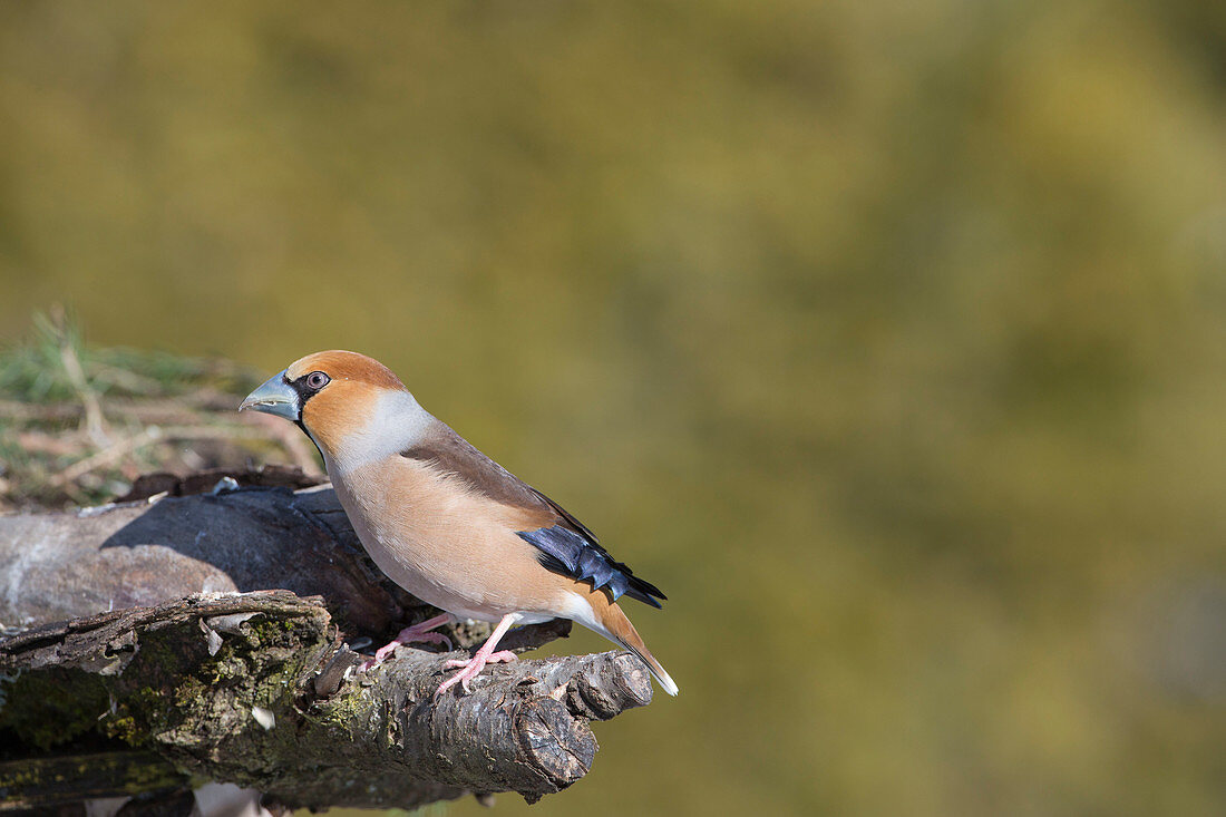 Grosbeak (Coccothraustes coccothraustes) on branch stump