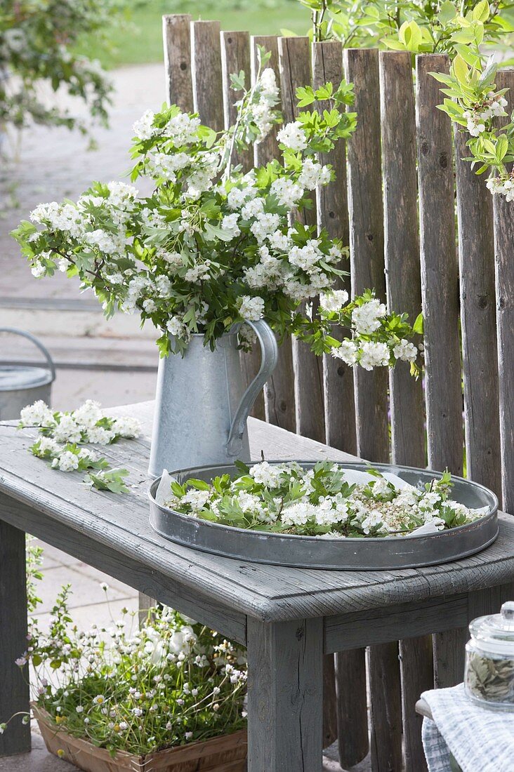 Bouquet of hawthorn branches in zinc can