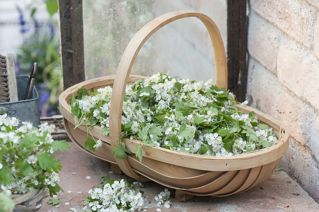 Basket of Crataegus monogyna (hawthorn) flowers and leaves