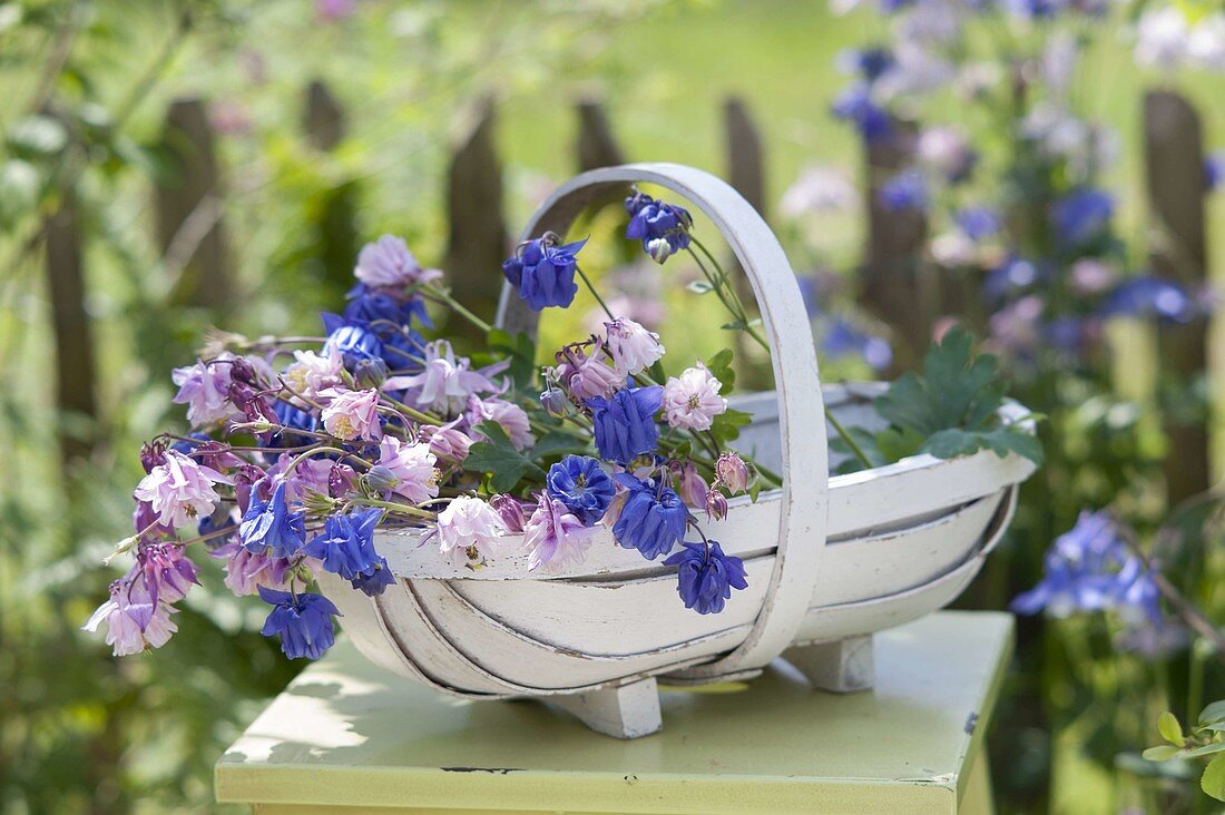 Basket of freshly cut flowers of Aquilegia (columbine)