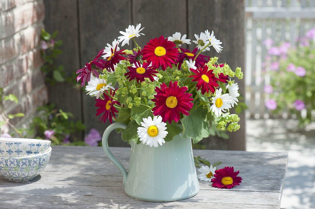 Red-white bouquet of Chrysanthemum coccineum