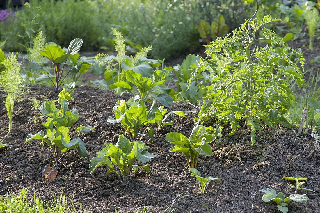 Create and plant the hillside