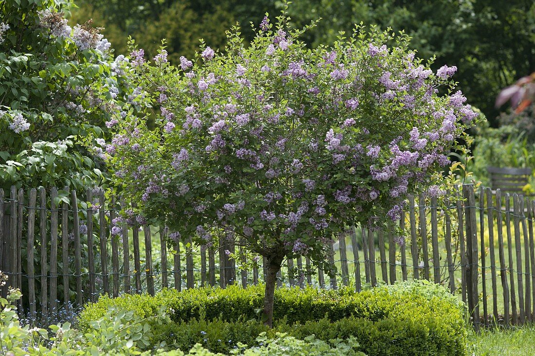 Syringa microphylla 'Superba' (Zwergflieder) mit Nachblüte im Herbst