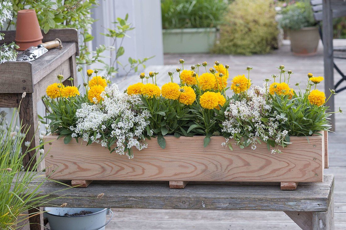 Holzkasten mit Coreopsis grandiflora Solanna ‘Golden Ball’ (Mädchenauge