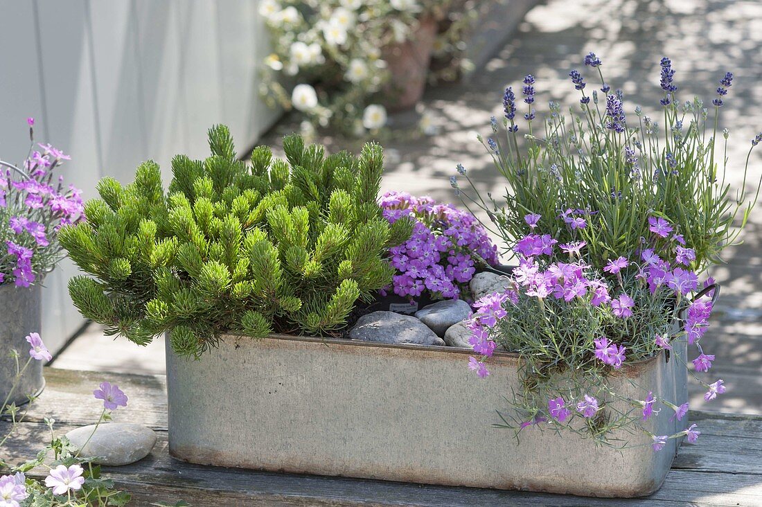 Mini-Garten in alter Blechwanne : Pinus mugo mughus (Bergkiefer)