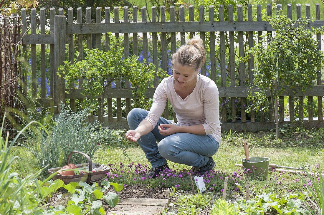 Arugula sowing in vegetable garden