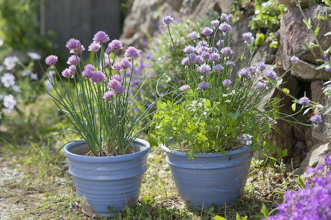 Blossoming chive with parsley