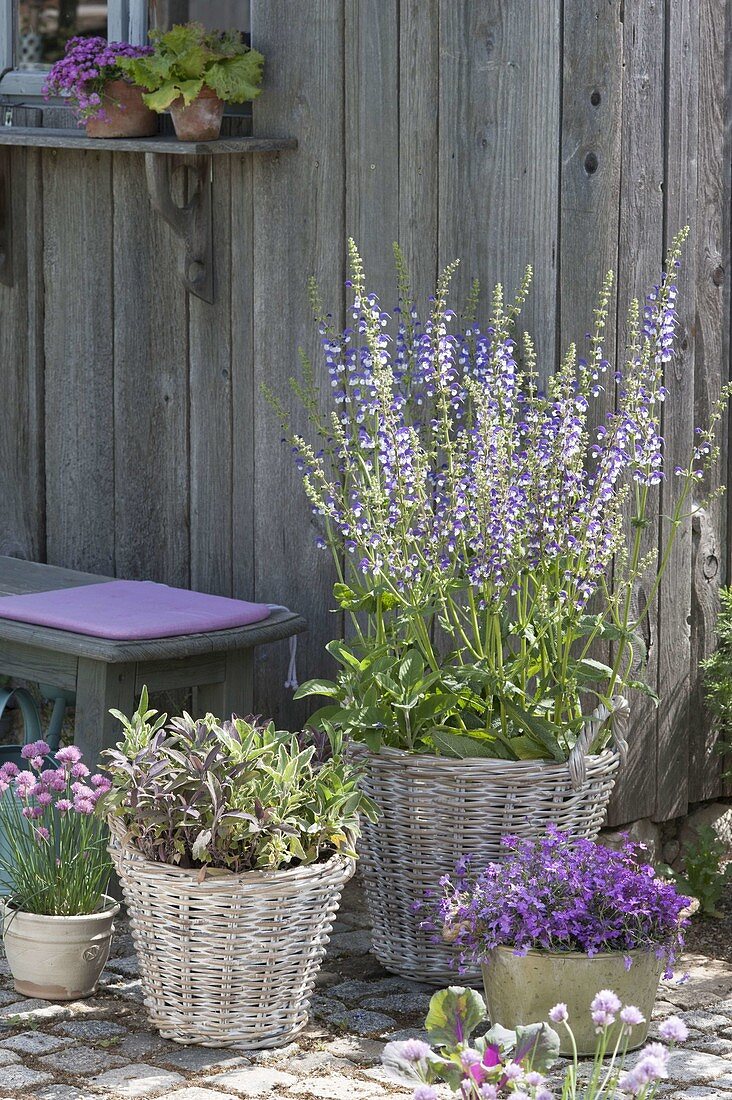 Blühender Wiesensalbei 'Madeline' (Salvia pratensis) und Salbei