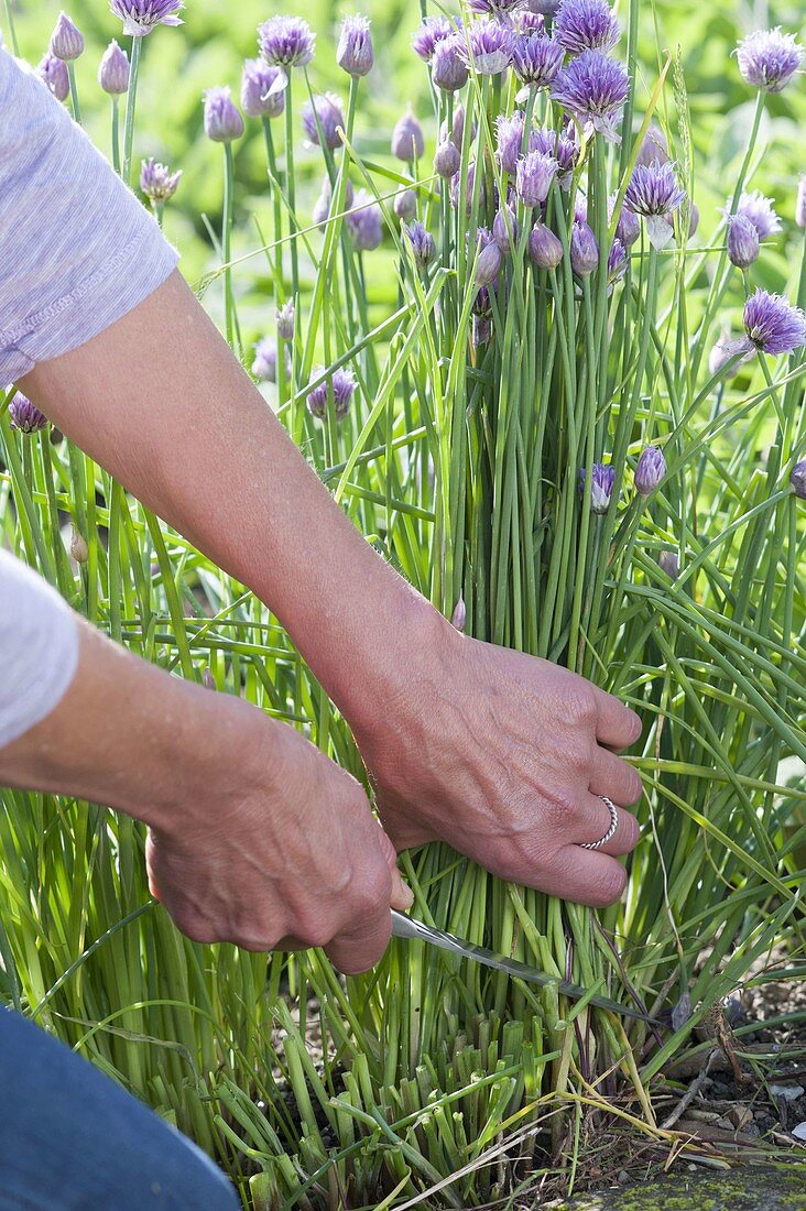 Cut chives