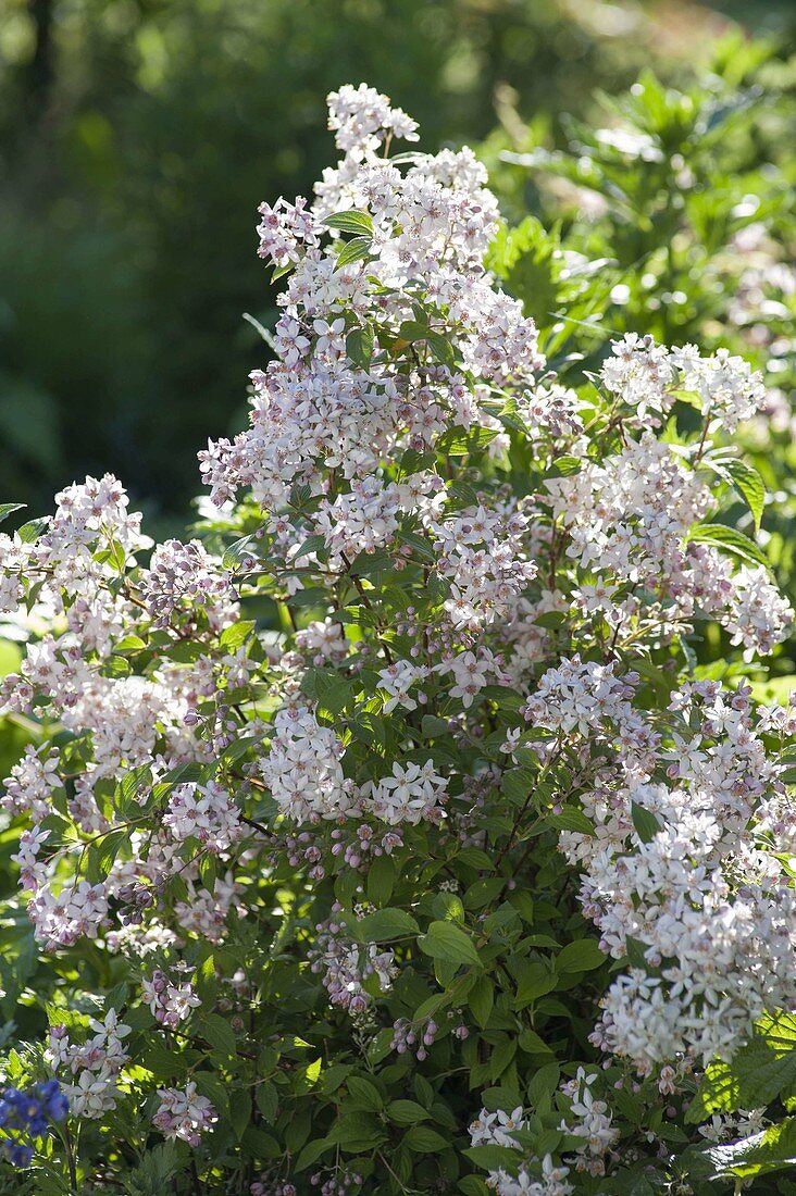 Deutzia hybrida 'Mont Rose'