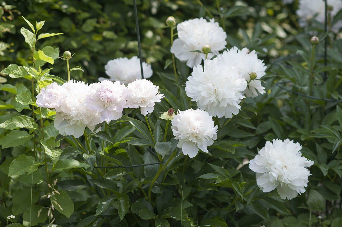 Paeonia lactiflora 'Duchesse De Nemours' (Precious Peony)