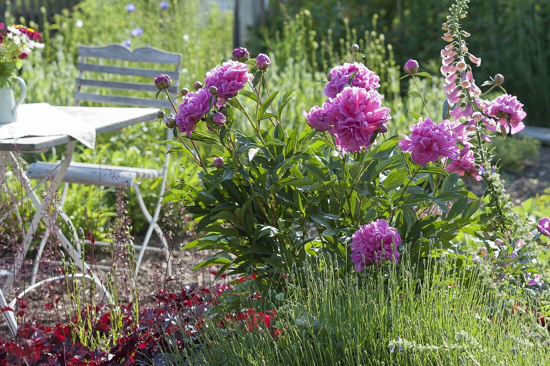 Paeonia officinalis 'Rosea Plena' with lavender