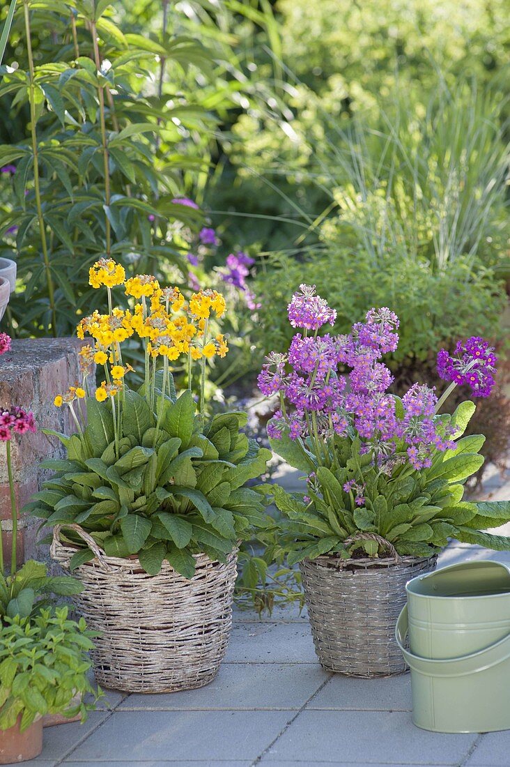 Primula bulleyana and Primula beesiana in basket planters