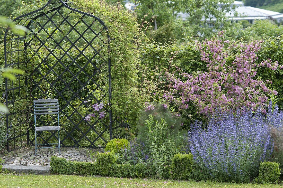 Weigelia florida (Weigelie) mit Nepeta (Katzenminze)