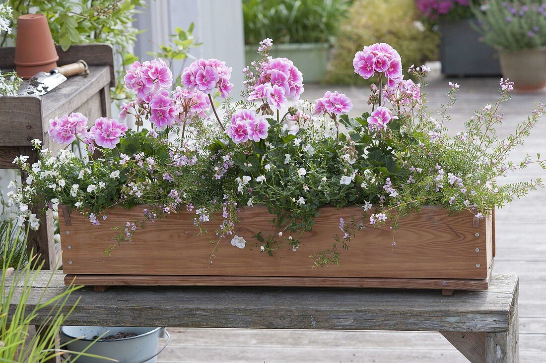 Pelargonium zonal 'Moonlight Katy', Diascia Breezee