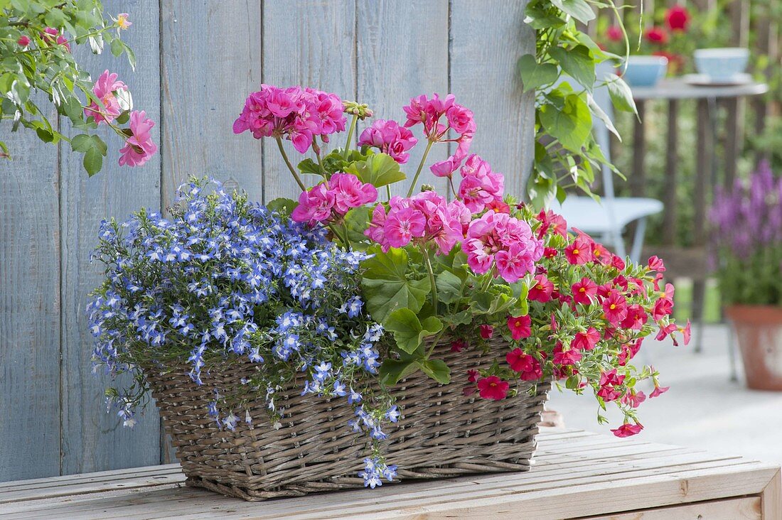 Pelargonium zonale (Stehende Geranie), Lobelia erinus 'Blue White Eye'