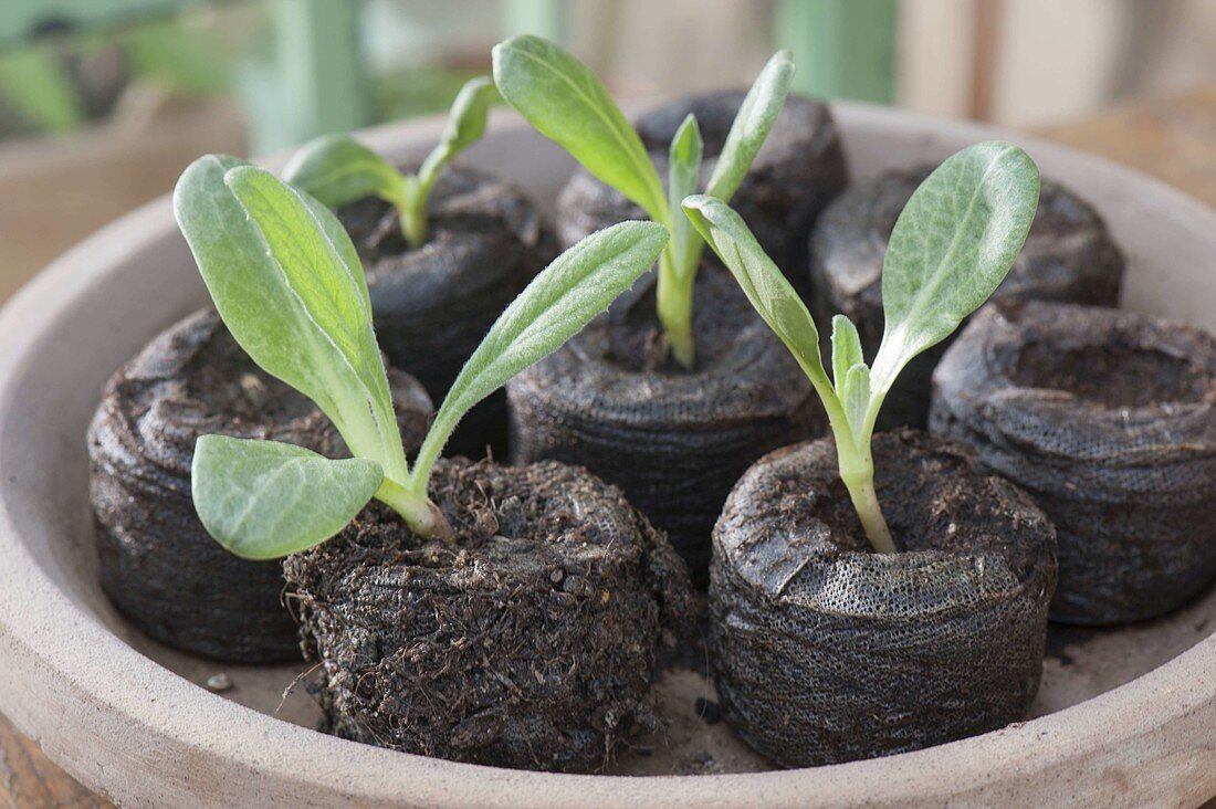 Pull artichokes yourself