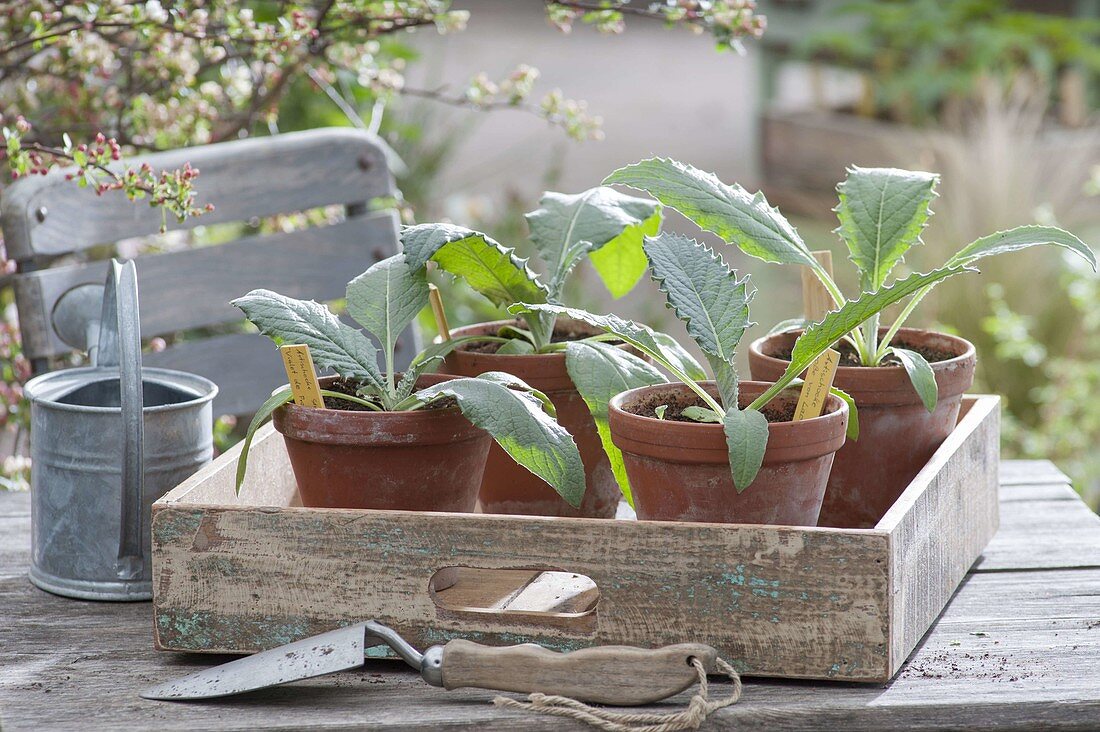 Pull artichokes yourself