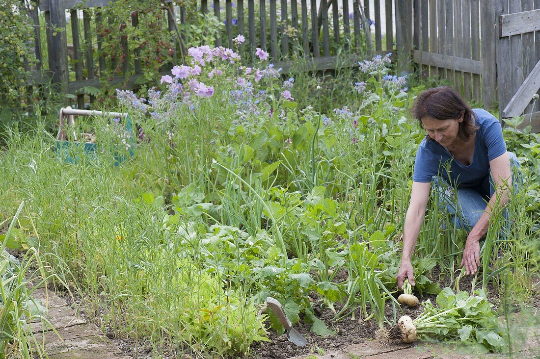 Harvest of yellow Mairübchen in organic garden